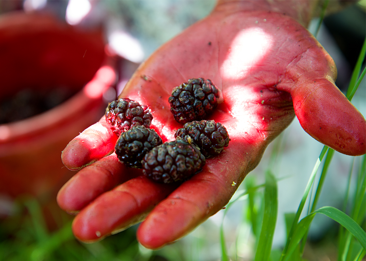 Tiptree: picking mulberries