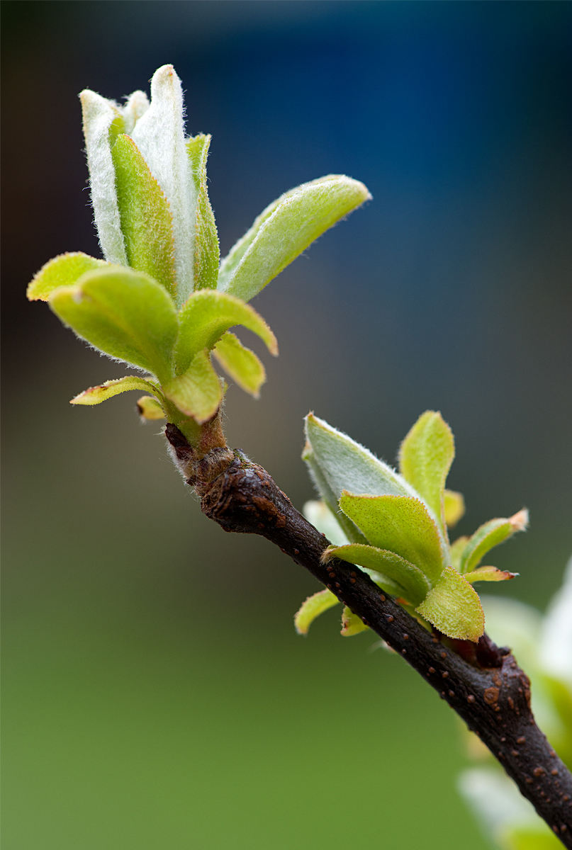 new quince leaves