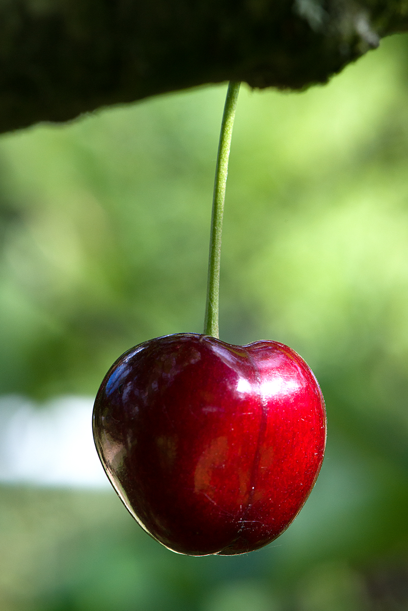 the perfect cherry