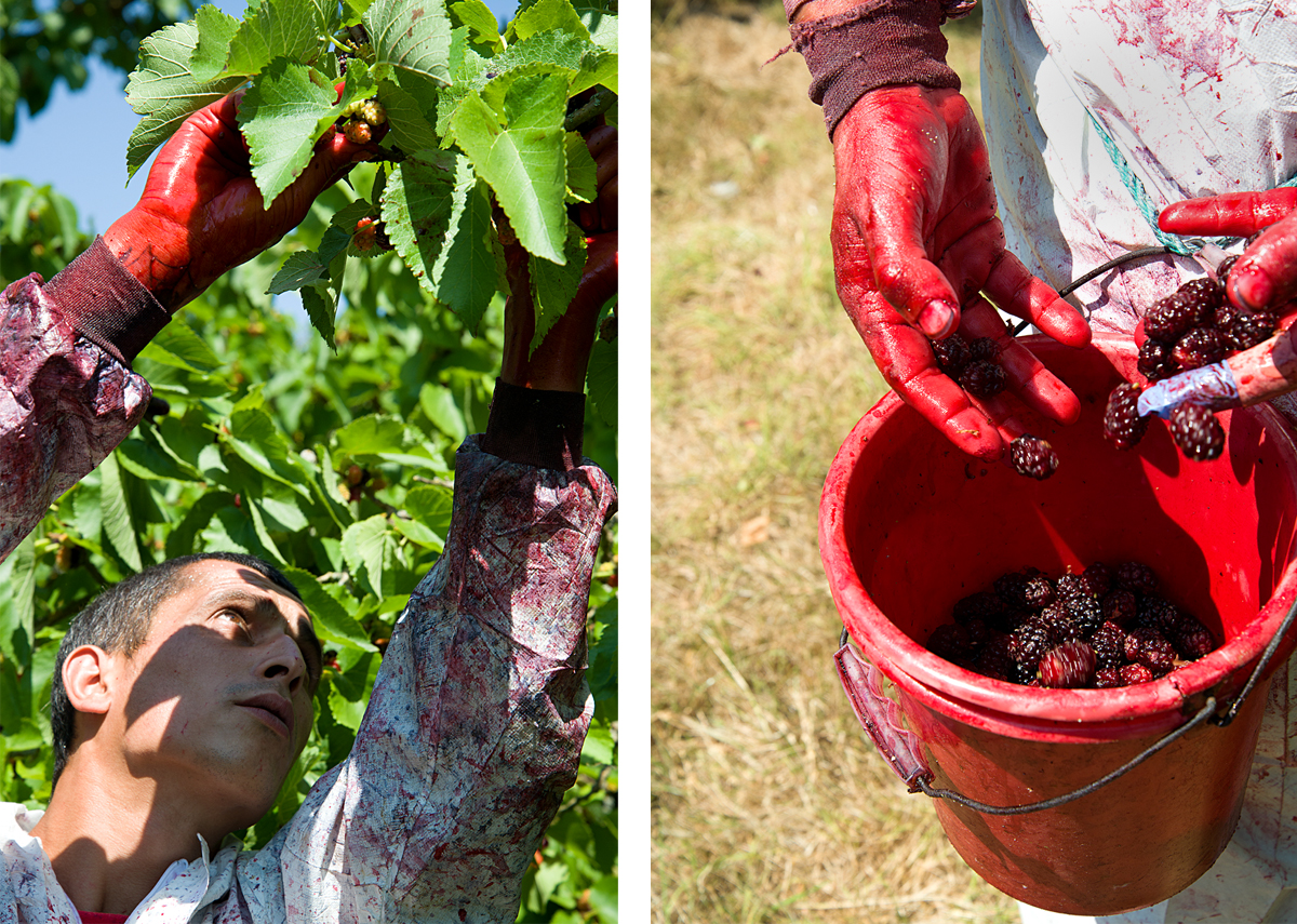 harvesting mulberries