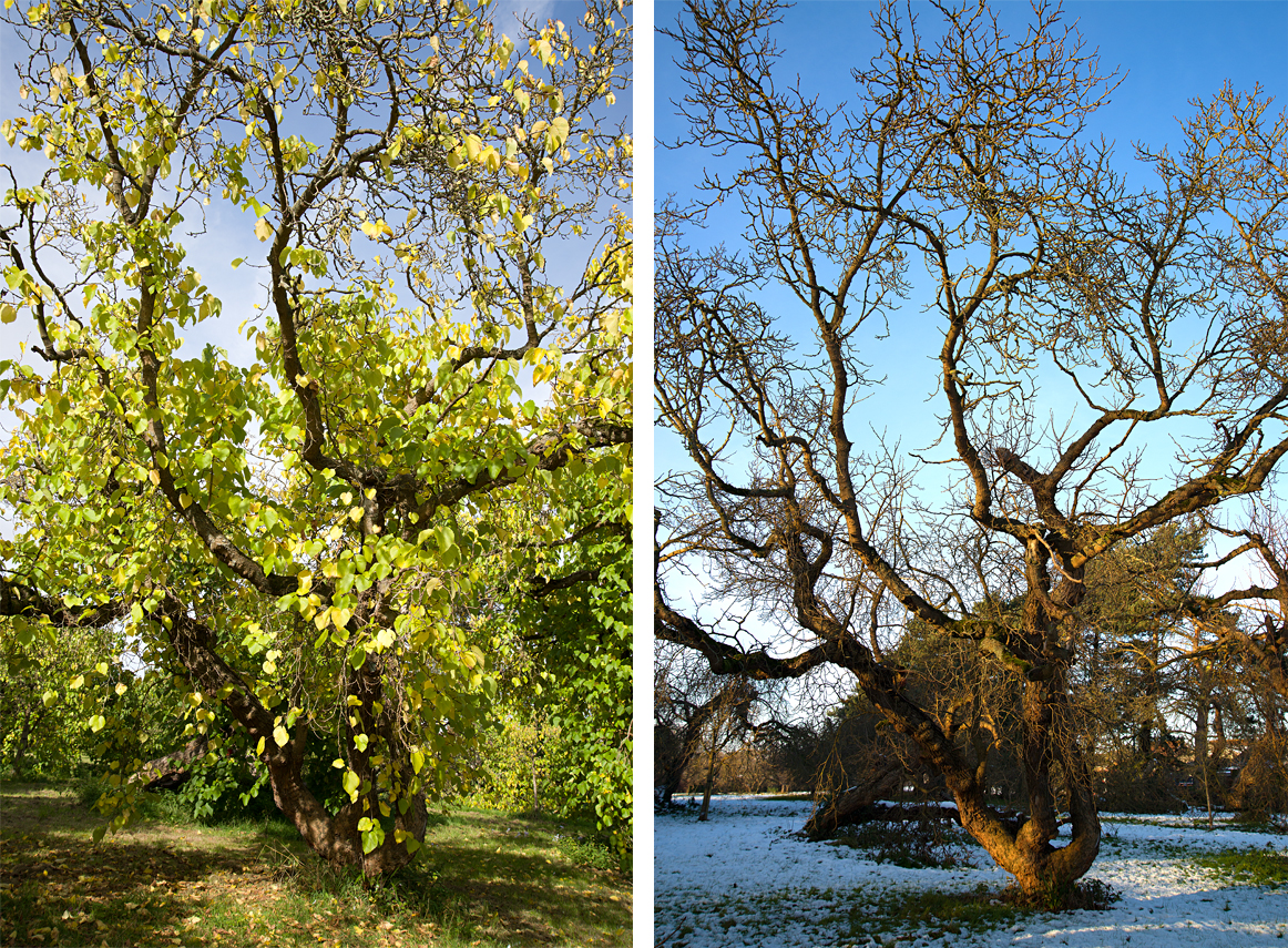 a tree in autumn and winter