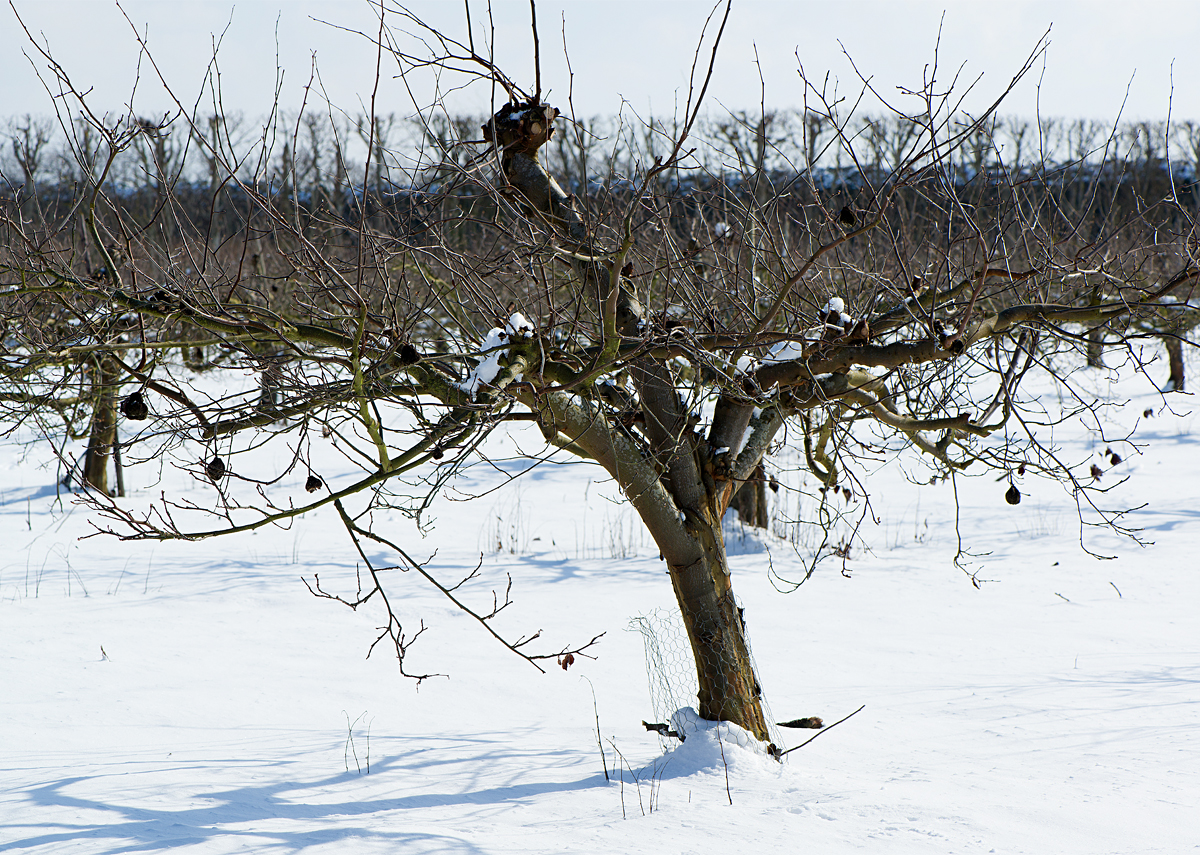 quince orchard in winter