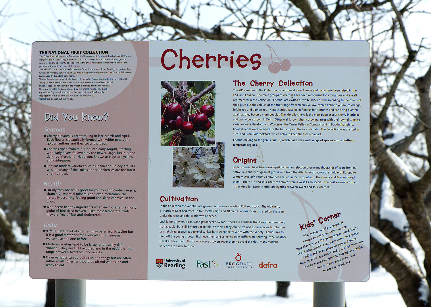 Brogdale: cherry collection