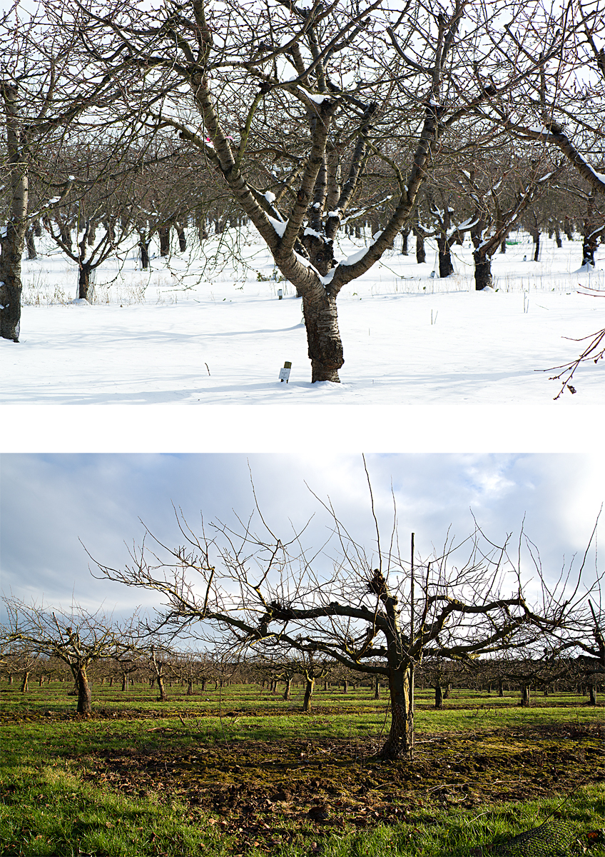 Brogdale: cherries and quinces