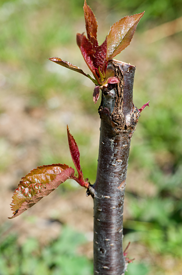 Brogdale: cherry bud graft