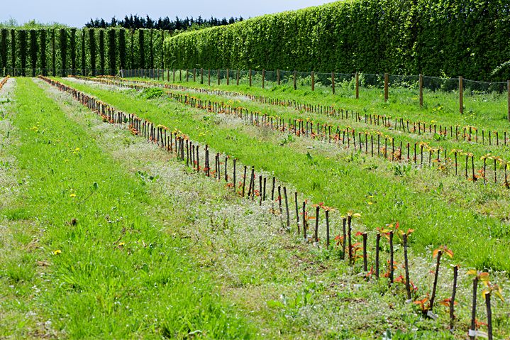 Brogdale: propagating cherries