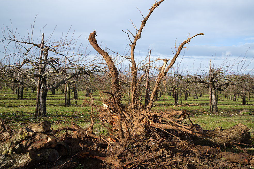 Brogdale: grubbed apricot