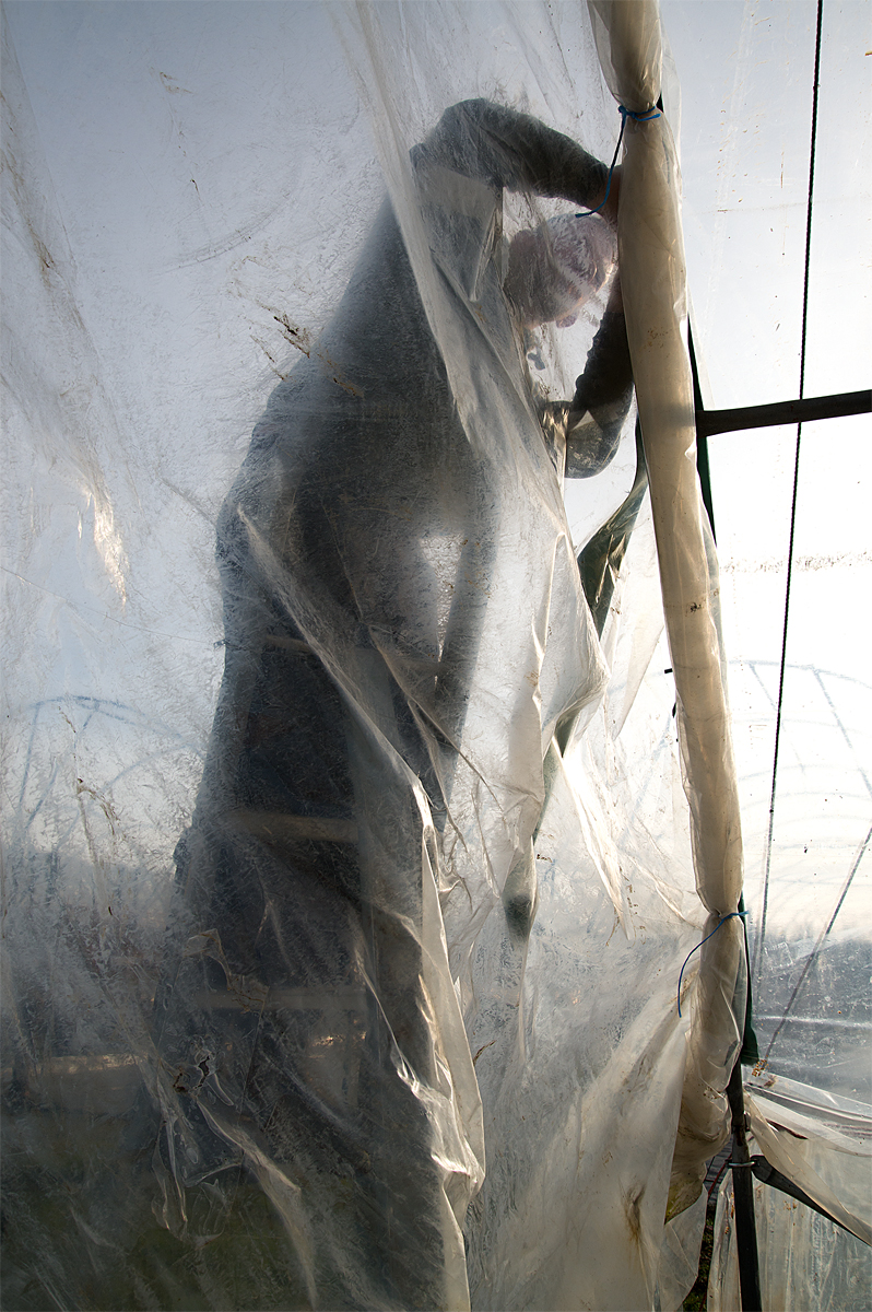 Brogdale: polytunnel maintenance