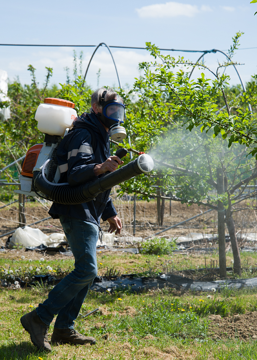 Groombridge: spraying plum trees