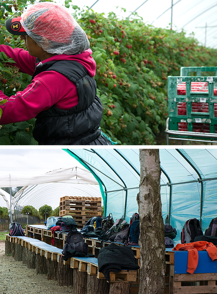 Tiptree: fruit pickers