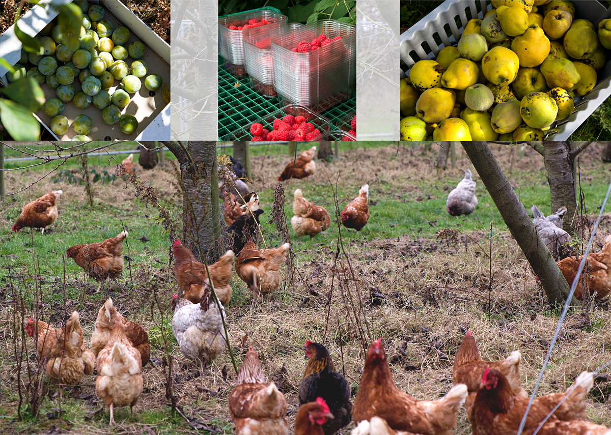 Groombridge: chickens