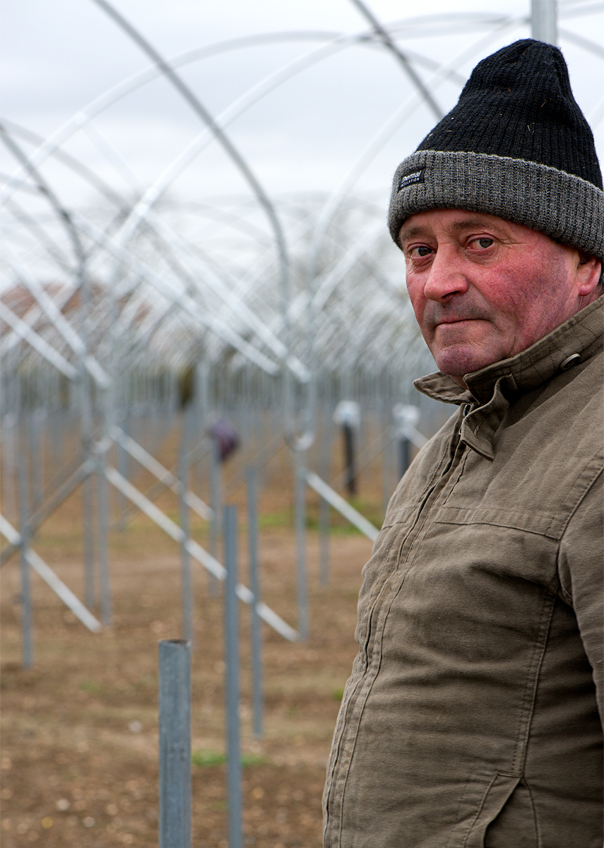 Tiptree: polytunnel worker