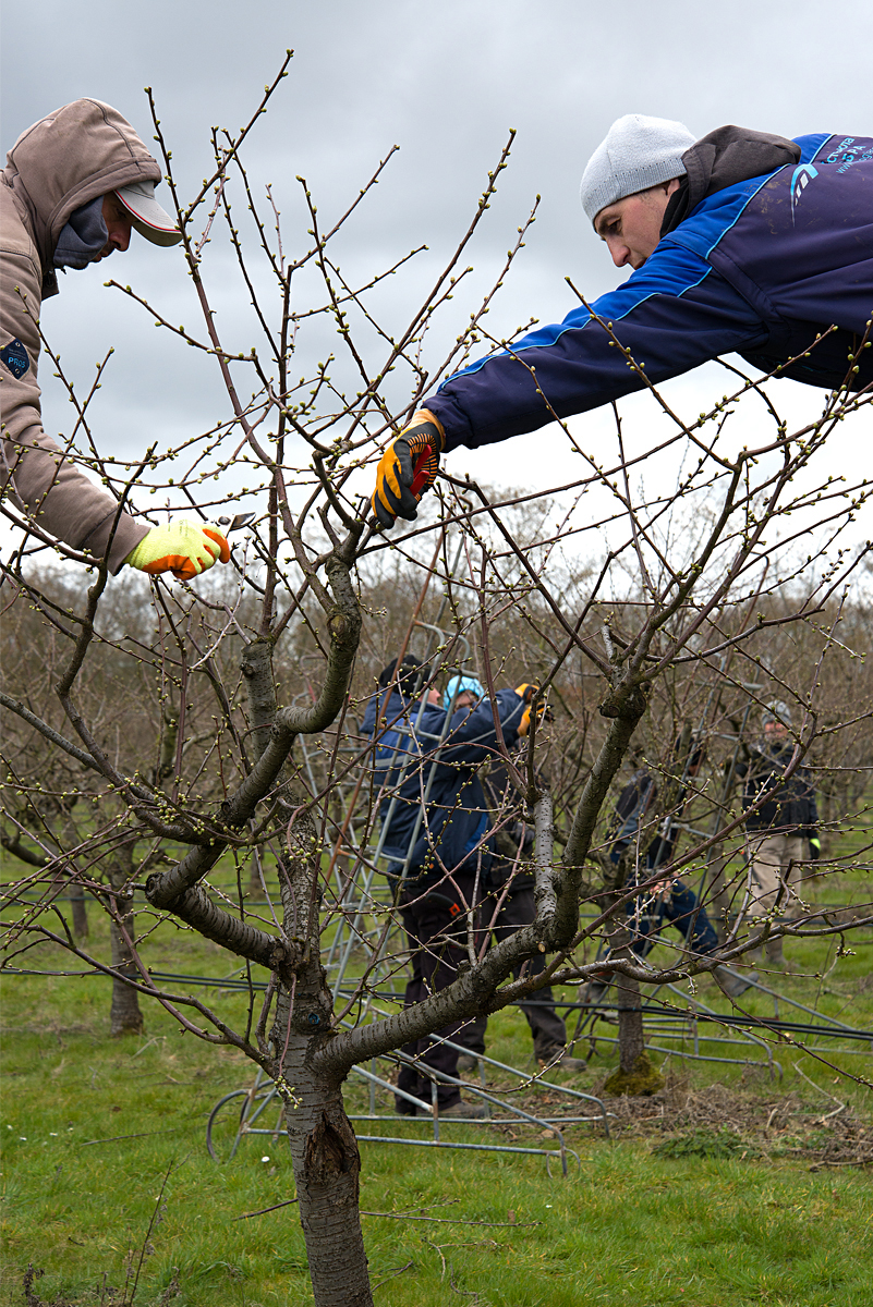 Tiptree: pruning cherries