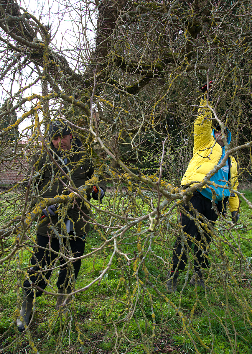 Tiptree: pruning mulberries