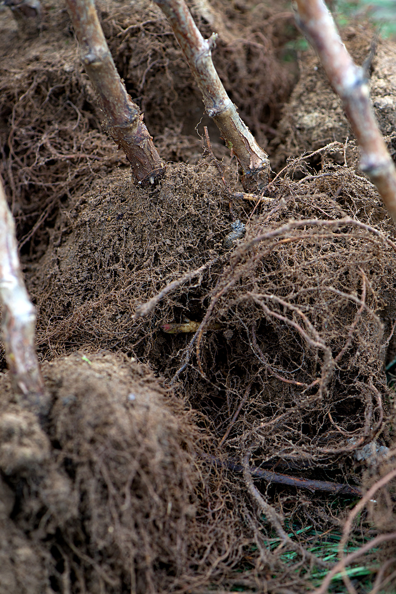 Groombridge: raspberry roots