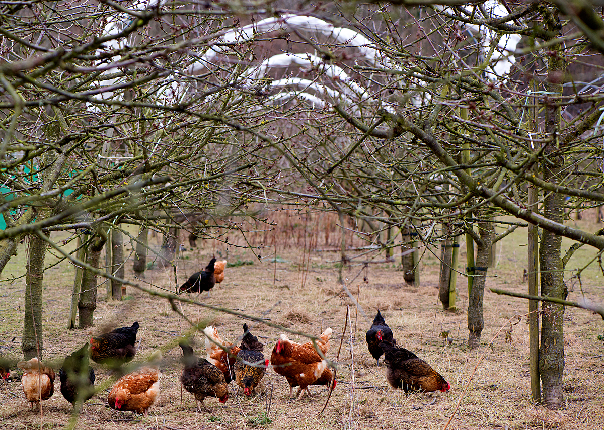Groombridge: chickens