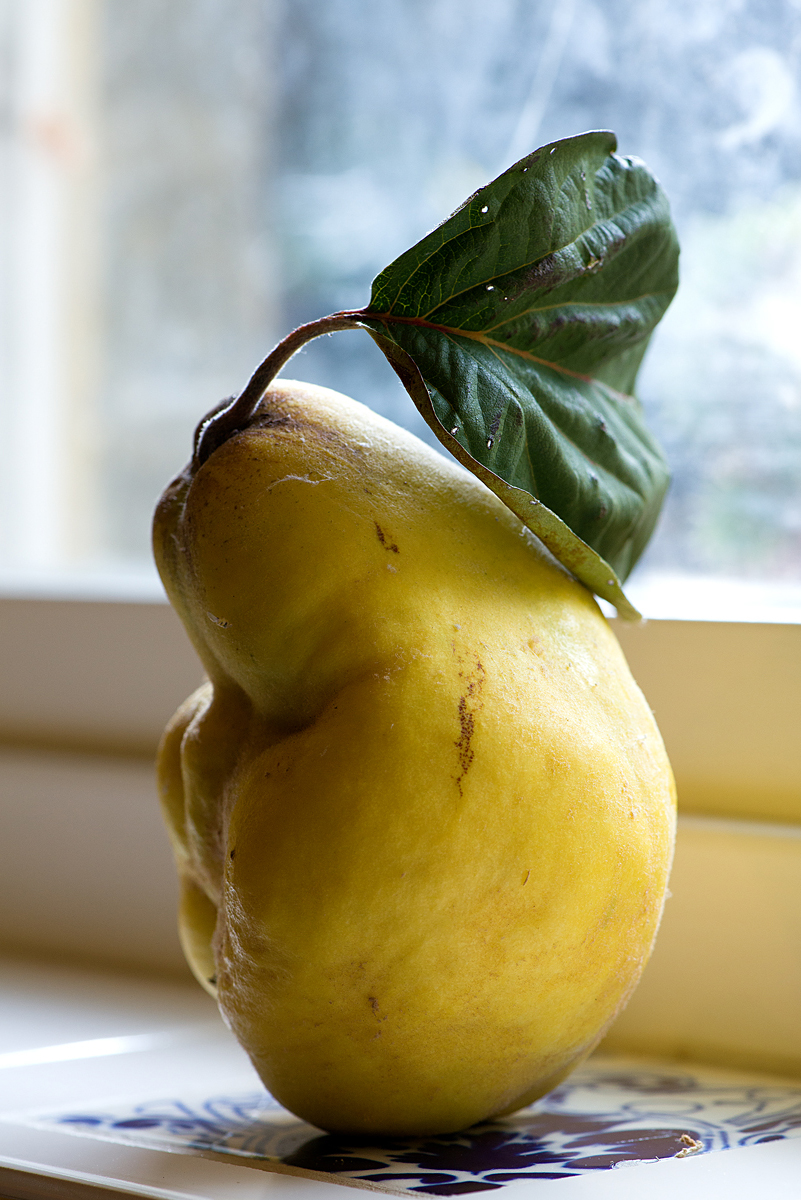 quince on windowsill