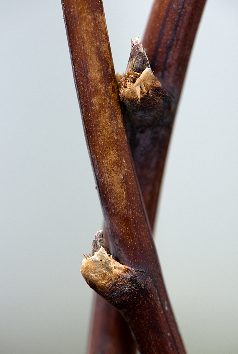 raspberry canes