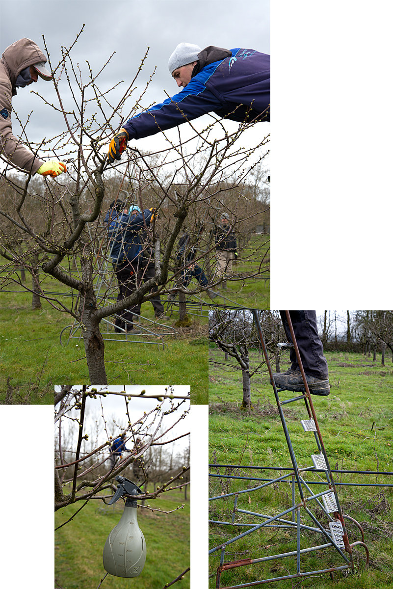 pruning cherry trees