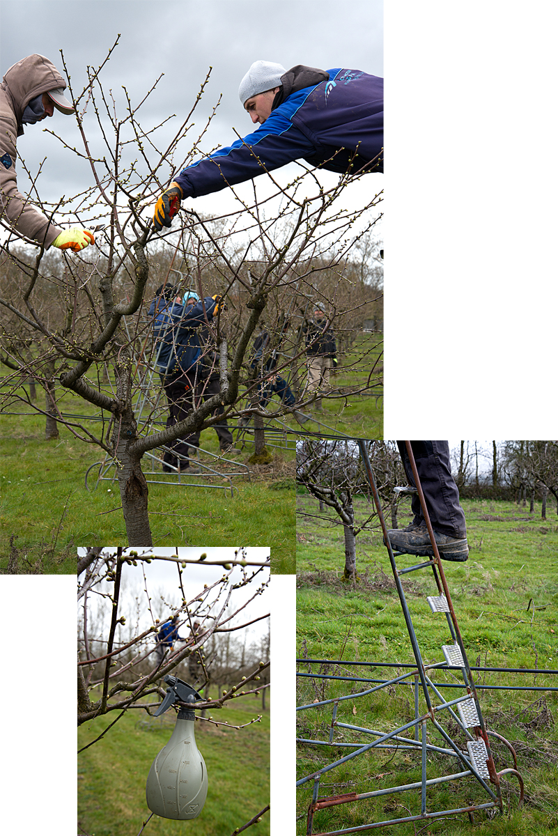 pruning cherry trees
