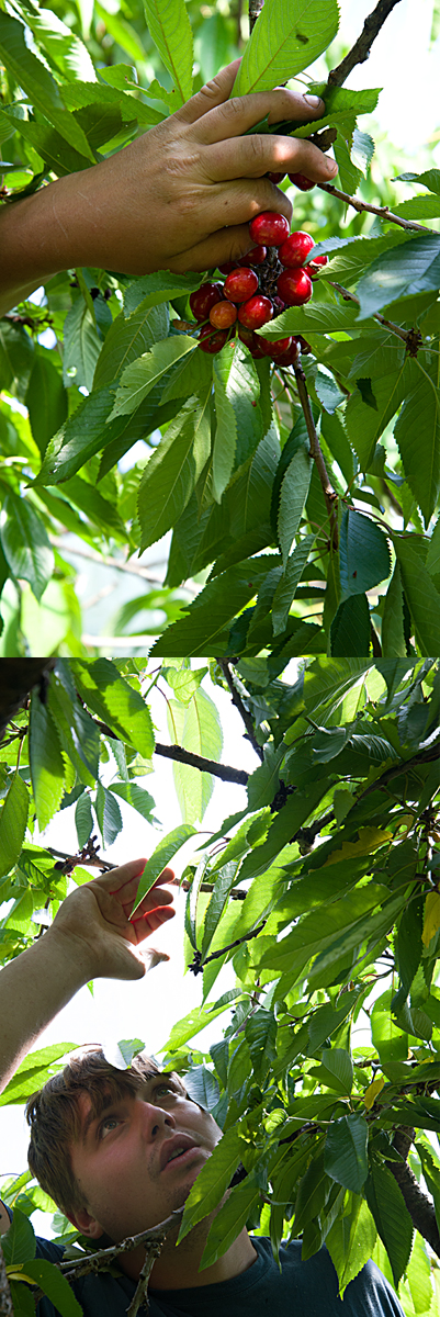 picking cherries