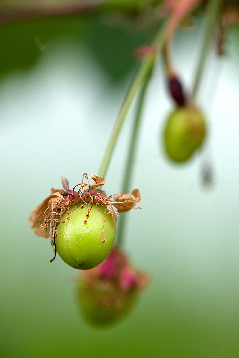 cherry in the making