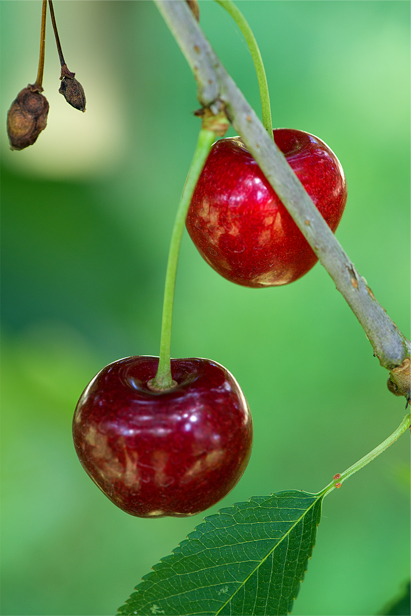 cherries and stones