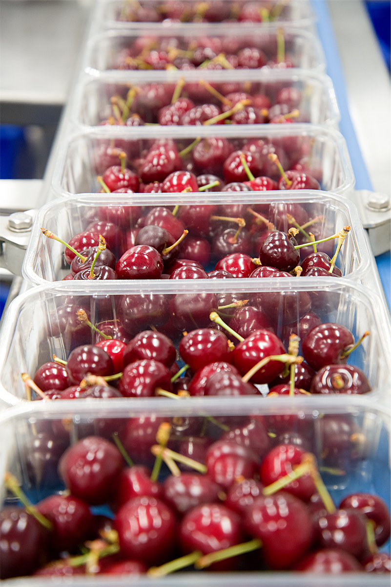 cherries for supermarket