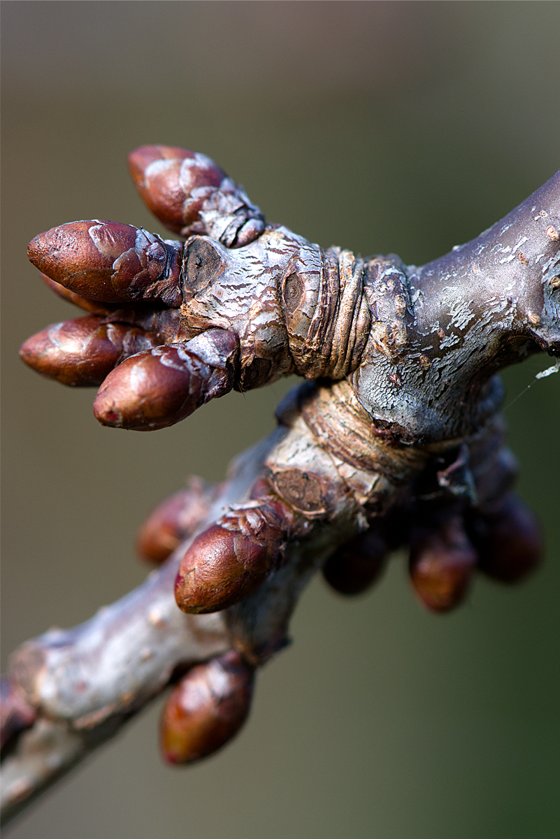 cherry buds