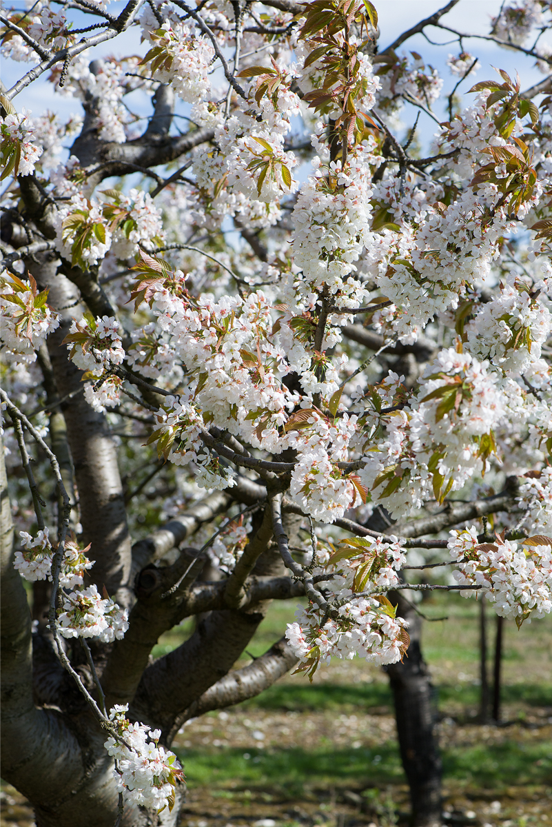 cherry trees in bloom