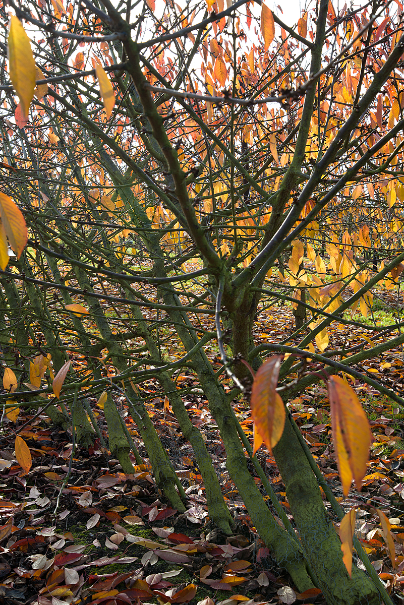 cherry trees trial