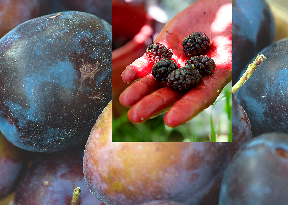 plums and mulberries