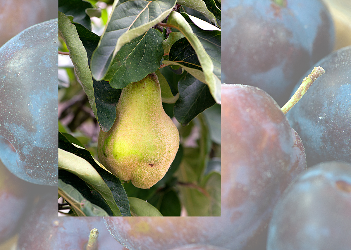 plums and a quince