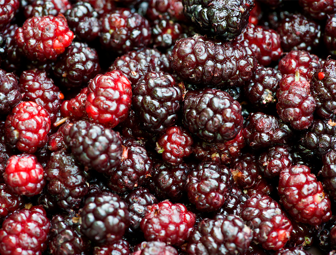 fresh mulberries