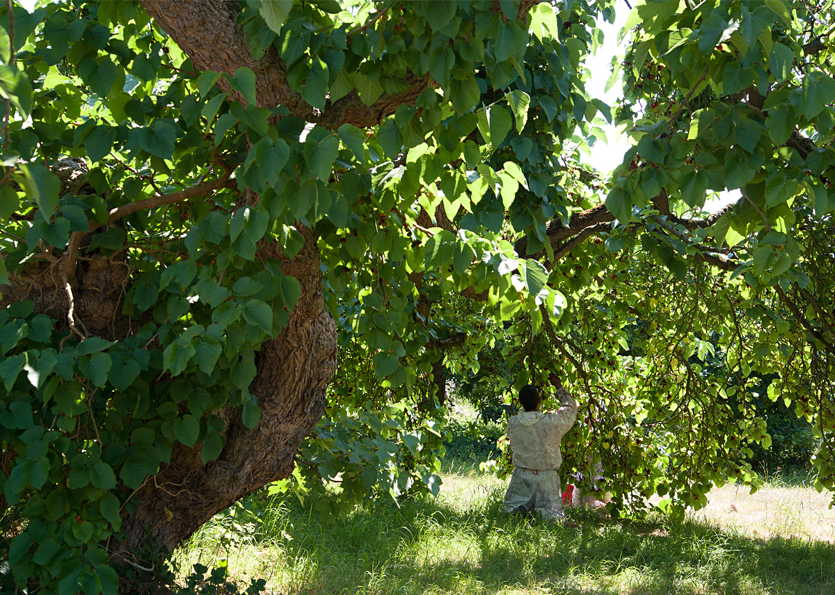 harvesting mulberries