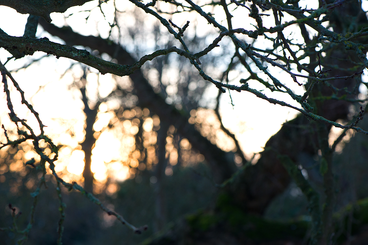 the mulberry orchard at Wilkin & Sons