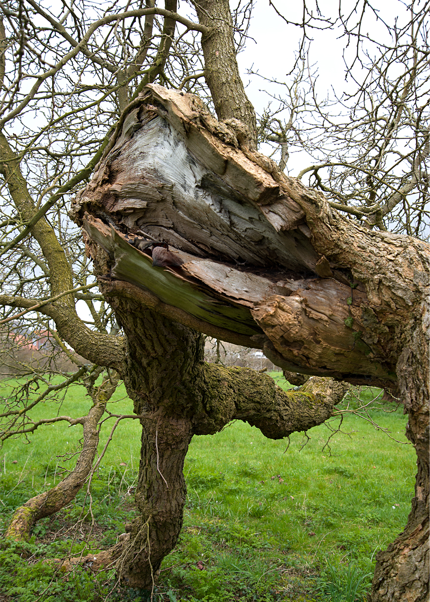 a typical mulberry branch