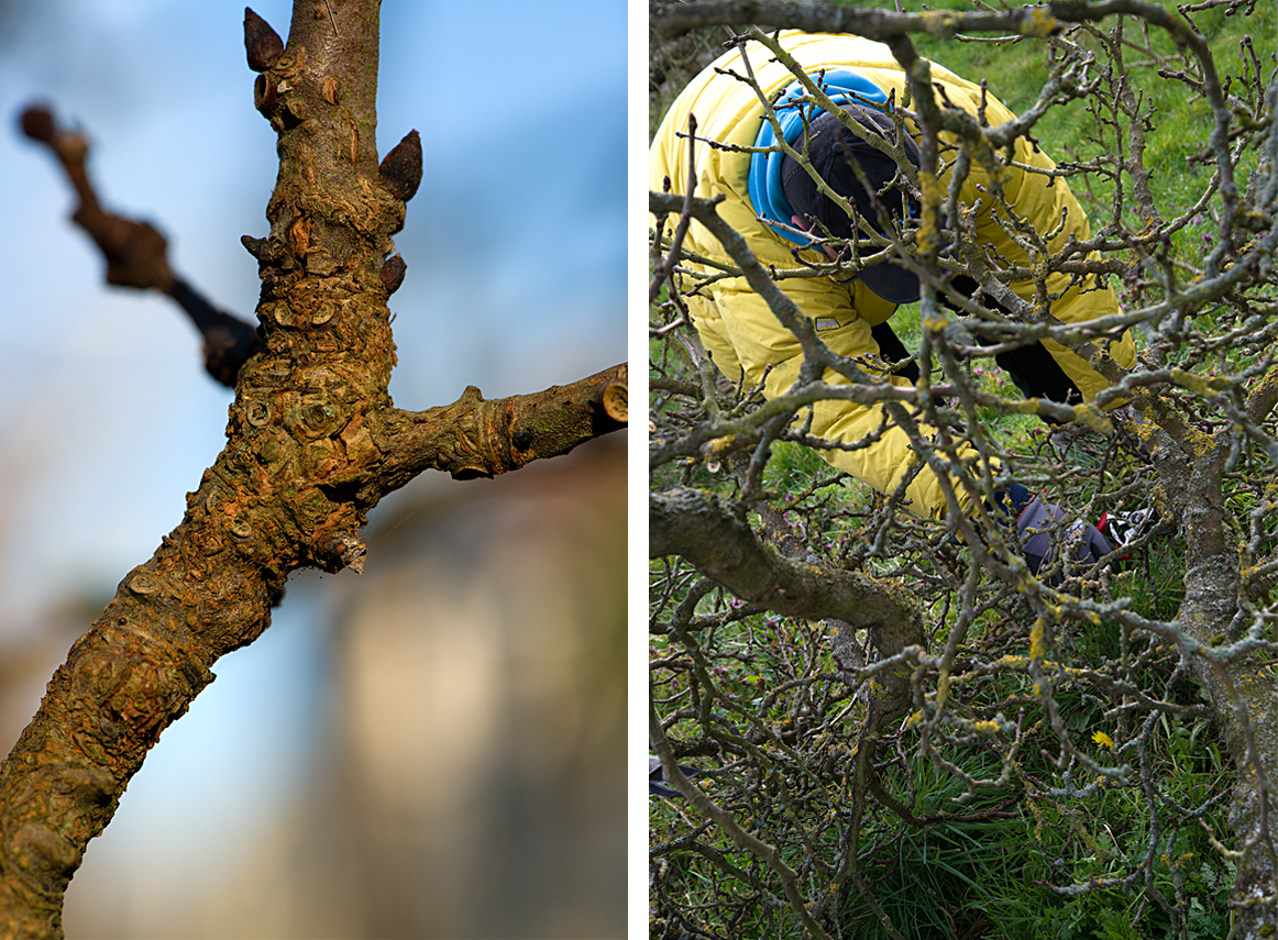 pruning mulberry trees