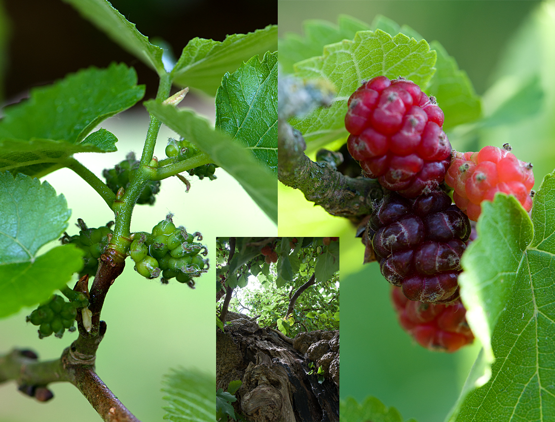 female flowers and fruits