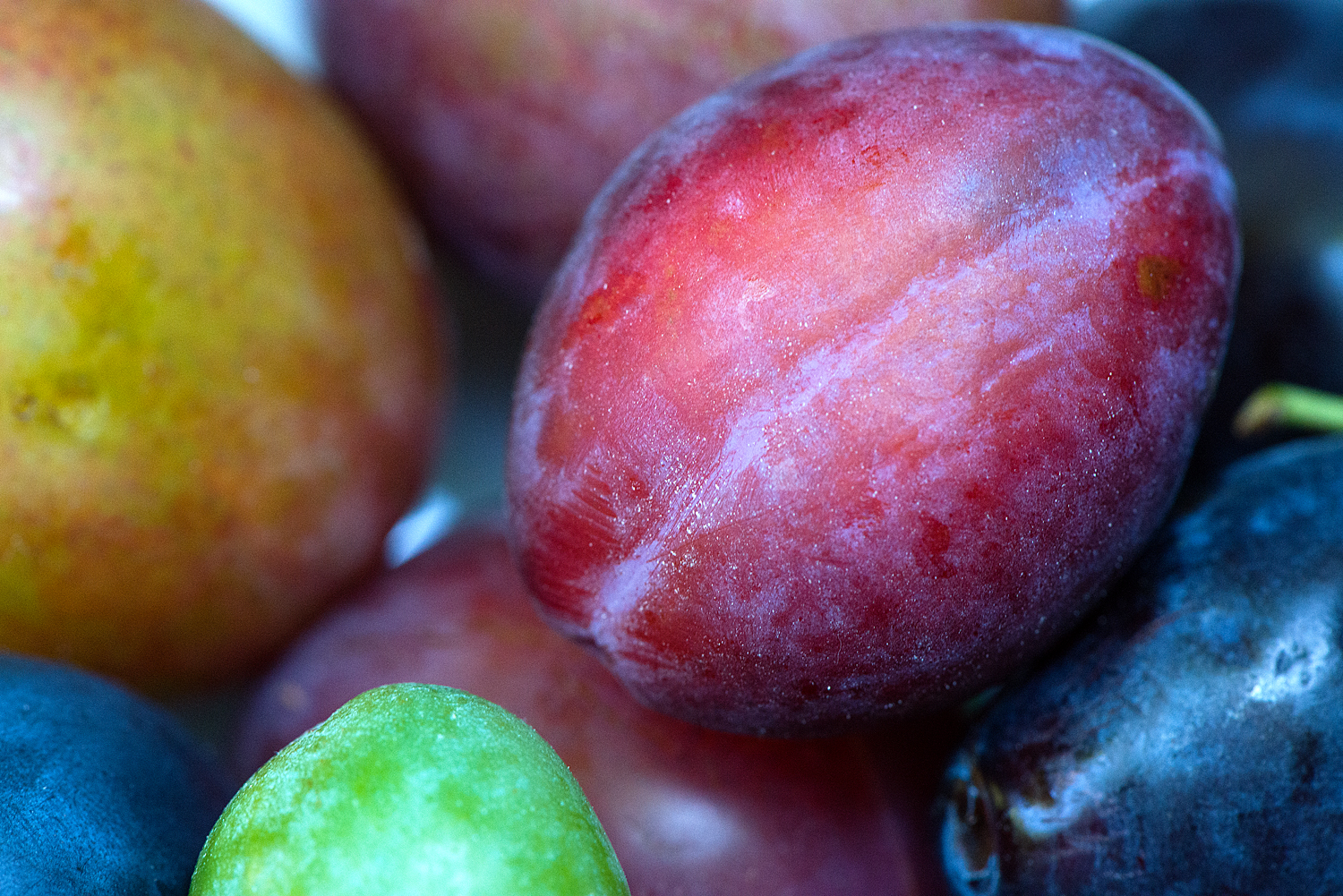 various plum varieties