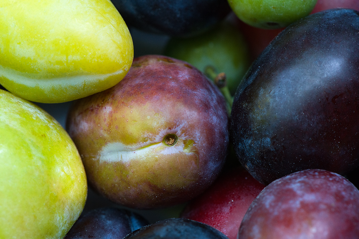 various plum varieties