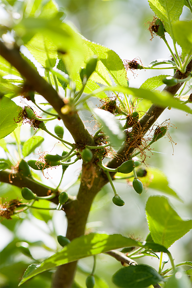 plums: young fruits