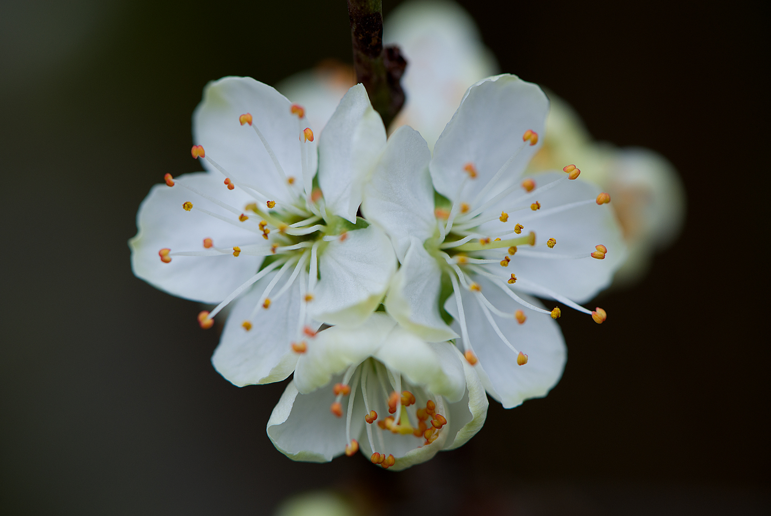 close-up of plum flowers
