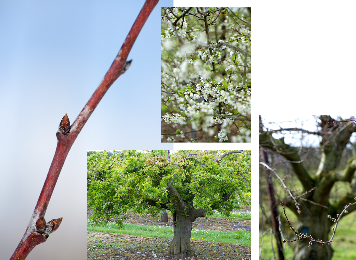 plum trees in spring