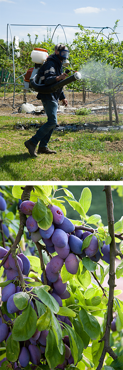 Purple Pershore plum