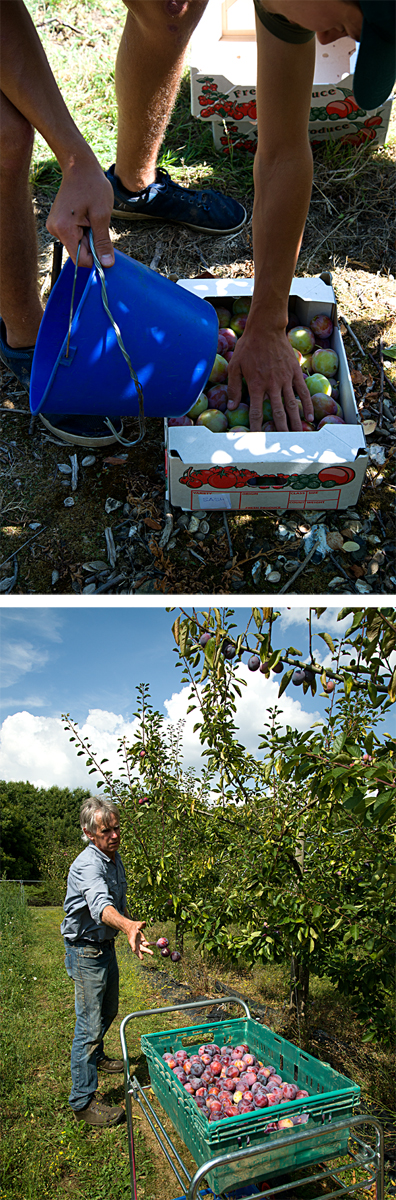 harvesting plums