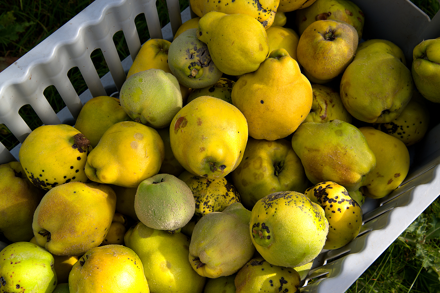Tiptree: quinces for making jam
