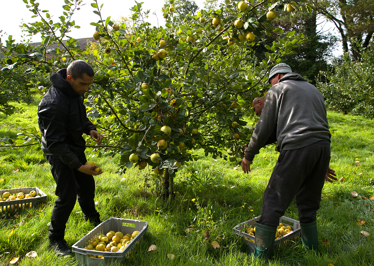 quince harvest