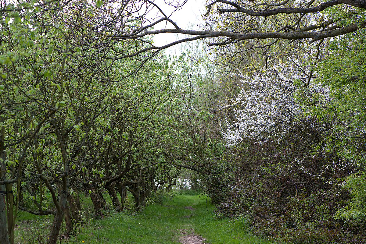 old quince orchard