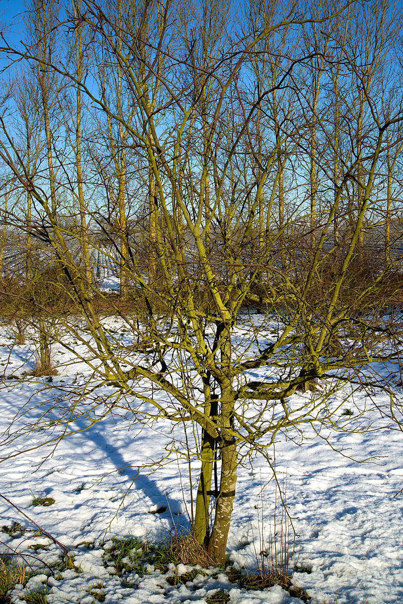 young quince tree